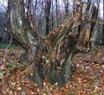 Baumgeist Bild 3