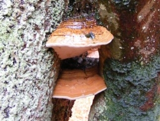 Baumpilze Bild 2