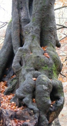 Göttinnenbaum