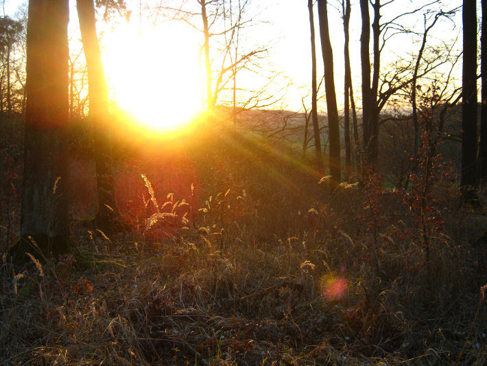 Wald-Gräser im Sonnenuntergang Bild 1