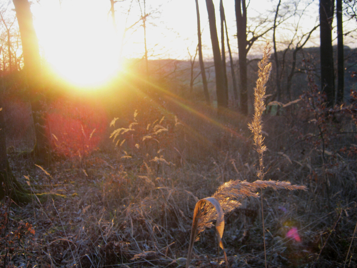 Wald-Gräser im Sonnenuntergang Bild 2