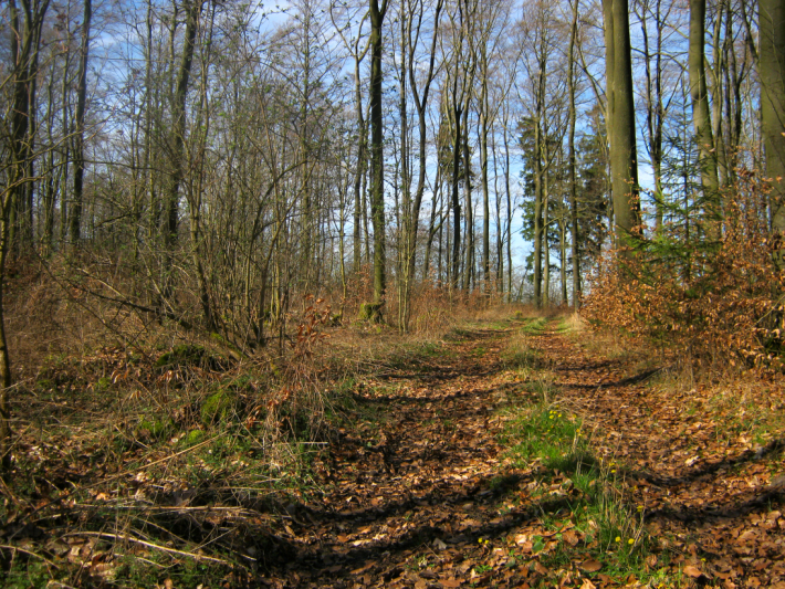 Waldweg