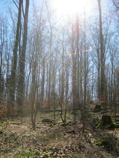 Waldzauber - wurzeln und moos im Sonnenlicht