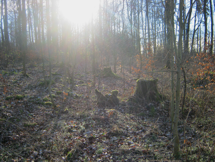 Waldzauber im Sonnenlicht