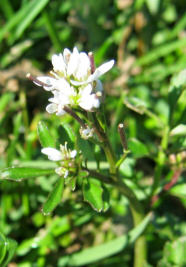 Wiesenschaumkraut