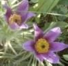 Pulsatilla