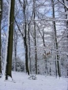 Winterwald 1