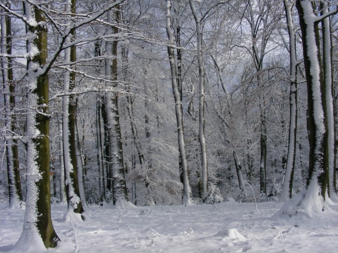 Winterwald 3